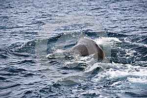 Sperm Whale. Picture taken from whale watching cruise in Strait of Gibraltar