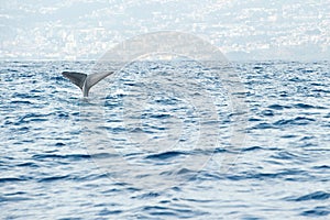 Sperm whale preparing for a deep dive