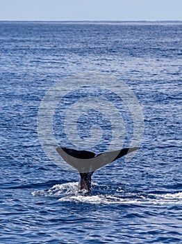 Sperm whale showing fluke, Azores travel destination