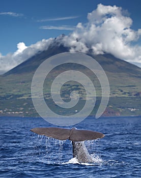 Sperm whale in front of volcano