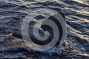 Sperm Whale at sunset in mediterranean Sea