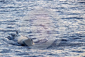 Sperm Whale at sunset in mediterranean Sea
