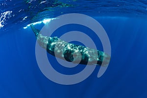 Sperm whale swim in Indian ocean, Mauritius