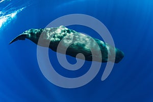 Sperm whale swimming in blue ocean