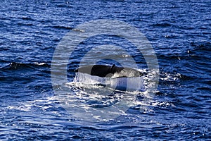 Sperm whale tail before dive