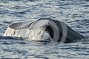 Sperm Whale tail while going down at sunset