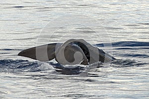 Sperm Whale tail while going down at sunset