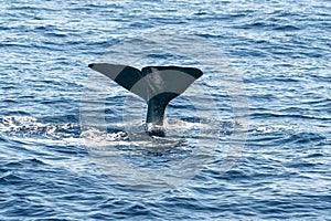 Sperm Whale tail while going down at sunset