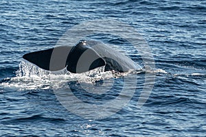 Sperm Whale tail while going down at sunset