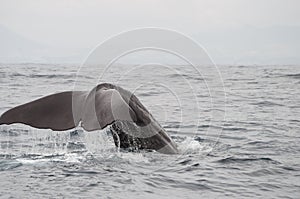 Sperm whale tail