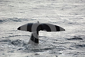 Sperm whale tail