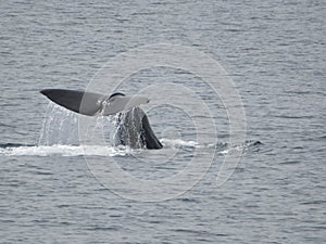 Sperm whale tail