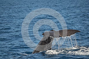 Sperm Whale tale, Kaikoura, New Zealand photo