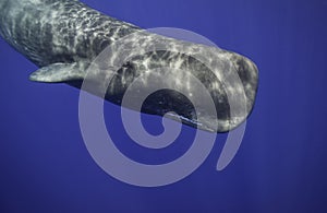 Sperm Whale Underwater