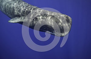 Sperm Whale Underwater photo