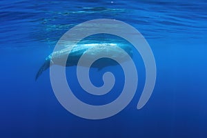 sperm whale underwater in the ocean