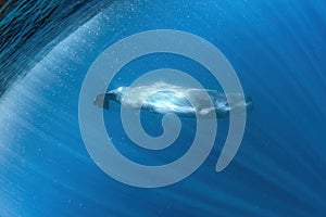 sperm whale underwater in the ocean