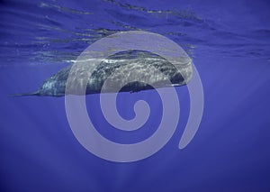 Sperm Whale photo