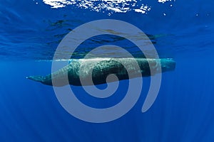 Sperm whales in blue ocean at Mauritius