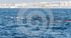 Sperm Whales in The Straits of Gibraltar