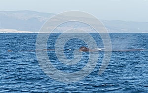 Sperm Whales in The Straits of Gibraltar