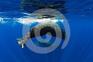 Sperm whales swimming in blue ocean, Mauritius