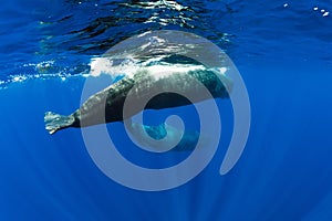 Sperm whales swimming underwater in ocean, Mauritius island