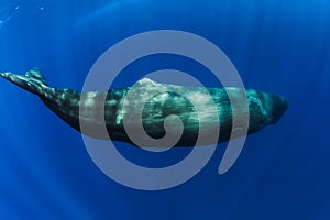 Sperm whales swimming underwater in ocean near Mauritius