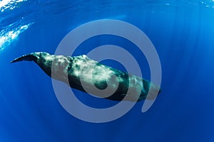 Sperm whales swimming underwater in ocean near Mauritius