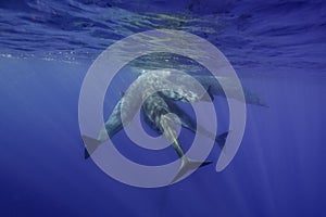 Sperm Whales Underwater photo
