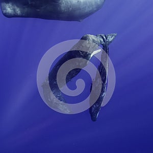 Sperm Whales Underwater photo