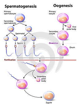 Spermatogenesis and Oogenesis