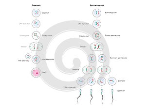 Human fertility concept photo