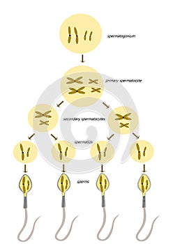 Spermatogenesis