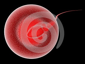 Spermatozoon in ovule