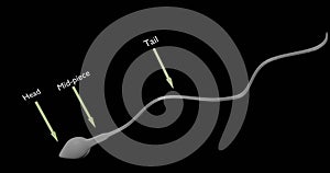 Spermatozoon or sperm cell in 3d illustration