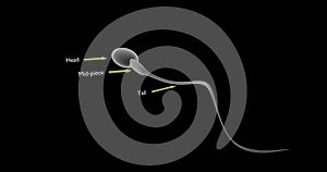 Spermatozoon or sperm cell in 3d illustration