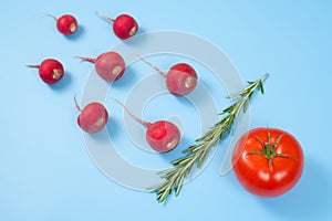 Spermatozoon swimming toward the egg isolated on blue background. Human Sperm, crimson red radish, rosemary and red tomato
