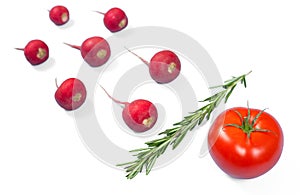 Spermatozoon swimming toward the egg isolated on white background. Human Sperm, crimson red radish, rosemary and red tomato