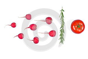 Spermatozoon swimming toward the egg isolated on white background. Human Sperm, crimson red radish, rosemary and red tomato