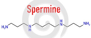 Spermine molecule. Skeletal formula. Polyamine involved in cellular metabolism that is found in all eukaryotic cells.