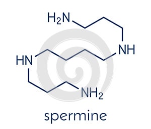 Spermine molecule. Skeletal formula.