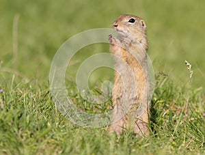 Spermophilus citellus