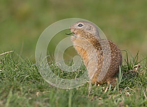 Spermophilus citellus