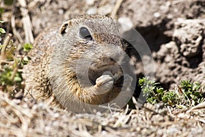 Spermophilus citellus