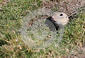 Spermophilus in its den