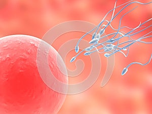 Sperms and egg