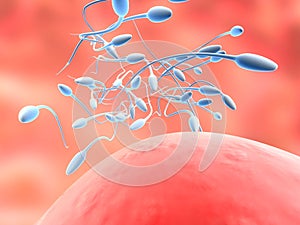 Sperms and egg