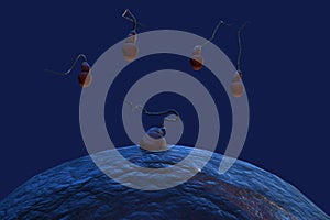 Sperms and Egg with Clipping Path