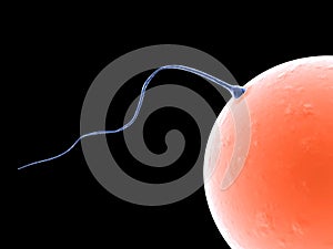 Sperms and human egg
